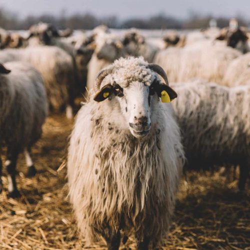the-cutest-sheep-2023-11-27-05-08-16-utc